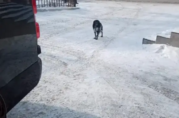 Найдена собака на ул. Шилова, возле Оzon.