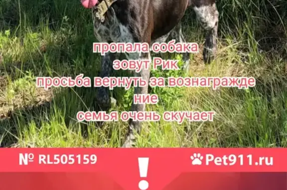 Пропала собака Пес на ул. Крымской