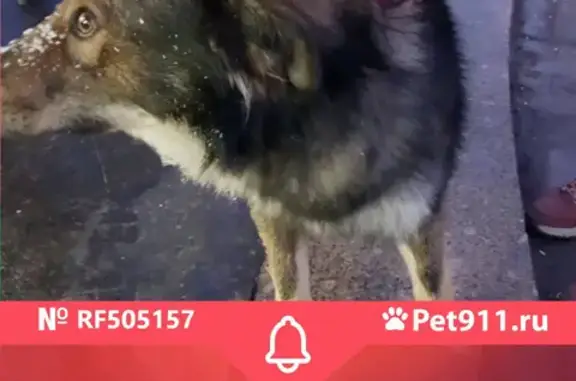 Найдена домашняя собака 25.01 на Волоколамской в Москве