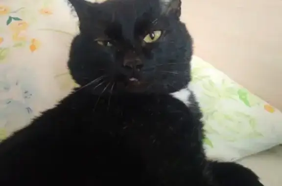 Кошки потеряшки, Новосибирск, фото: Потеряшка кот в Ленинском районе, Новосибирск, ул. Карпинского, 9