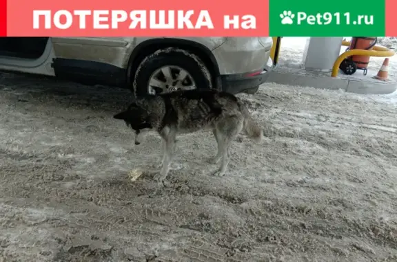 Собака Лайка найдена на заправке на Аютинском посту.