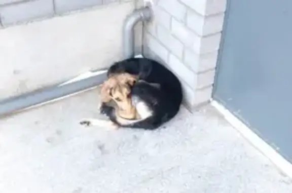 Найдена собака в жилом комплексе WOODS