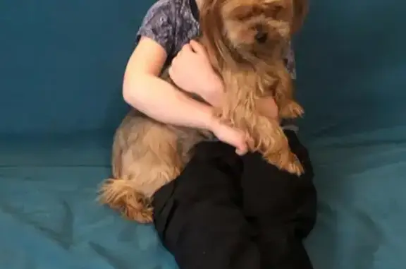 Собаки потеряшки, Санкт-Петербург, фото: Потеряшка собака на Гражданском проспекте