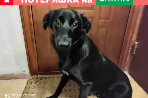 Найдена собака на ул. Молодогвардейцев, Воронеж
