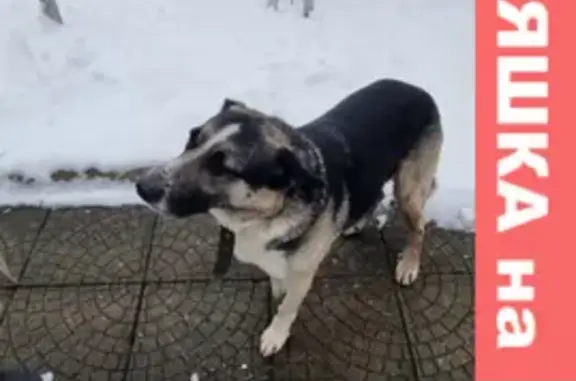 Найдена собака на ул. Гурьева, 37