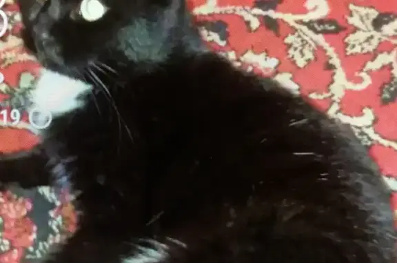 Кошки потеряшки, Казань, фото: Потеряшка кошка с проезда Шейнкмана, Казань