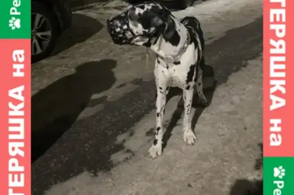 Найдена собака на Батумской 1А в Нижнем Новгороде