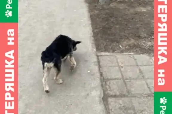 Потерянная собака на ул. В. Тредиаковского, Астрахань