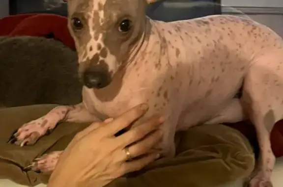 Собаки потеряшки, Санкт-Петербург, фото: Потеряшка американский голый терьер Гард на Пулковской, СПб, 25 января.