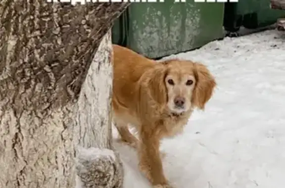 Найдена собака на улице Котельщиков в Тюмени