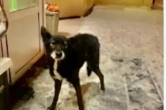 Собаки потеряшки, Москва, фото: Потеряшка собака Жуля, вознаграждение | ул.Свободы, 93 Москва