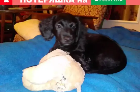 Пропала собака Такса на Давыдовском-3, Кострома