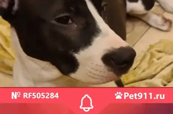 Найденные животные Ростов-на-Дону, фото: Найдена собака в районе Северный, бульвар Комарова