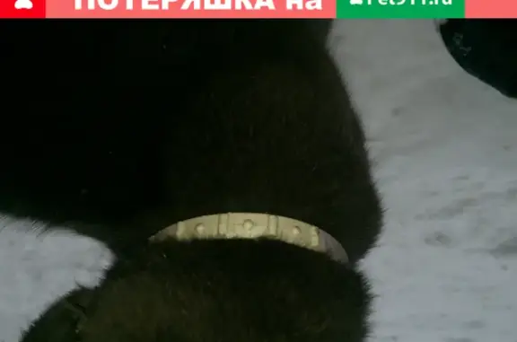 Найдена кошка, Москва, фото: Найдена кошка возле магазина в Барыбино, адрес: 1-я Вокзальная улица, д.11