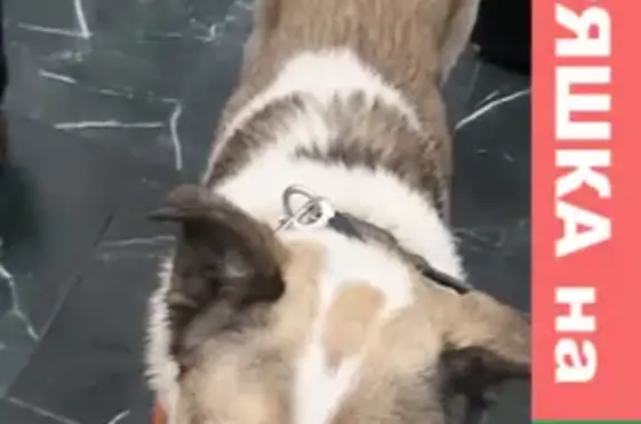 Найдена собака в Павлино, Балашиха, ищем новых родителей.