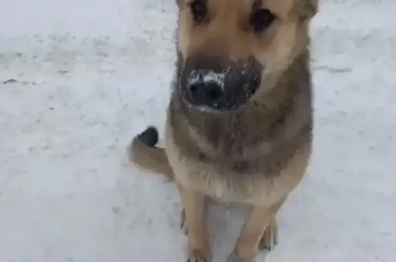 Найдена собака на Чагинской, Москва