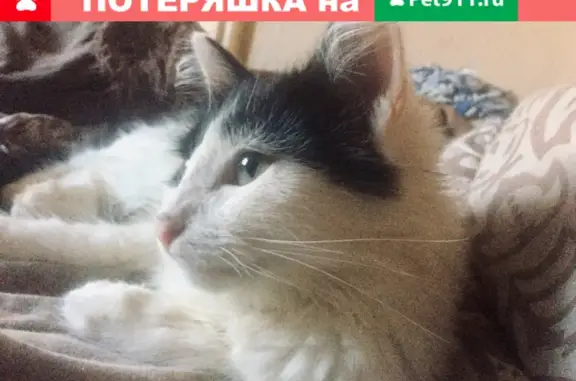 Кошки потеряшки, Ковров, фото: Потеряшка кошка на ул. Космонавтов-Моховая