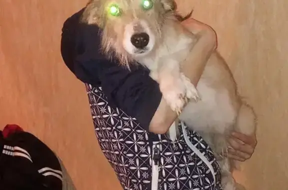 Потерянные животные Липецк, фото: Пропала собака Бимка на Московской улице 147!