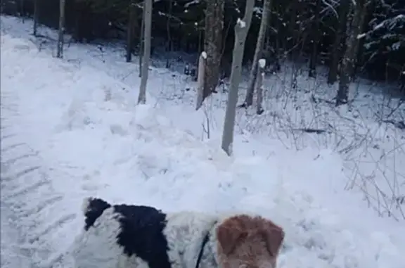 Пропала собака в лесу около Залесья, Калининградская область