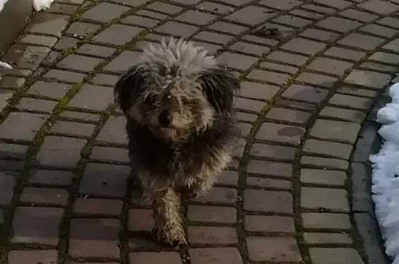 Найдена маленькая собачка на улице Войкова, Керчь