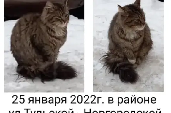 Найдена кошка на Новгородской, Петербург