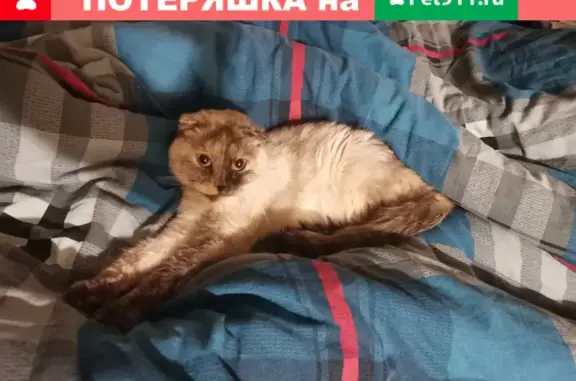 Найдена худая и ласковая кошка на Червишевском тракте, ищем хозяев