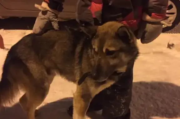 Потерянная собака на Дубравной 34 в Казани