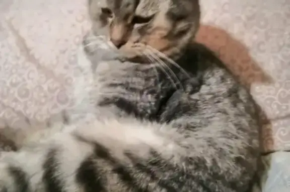 Кошки потеряшки, Набережные Челны, фото: Потеряшка кошка Васька, Набережные Челны