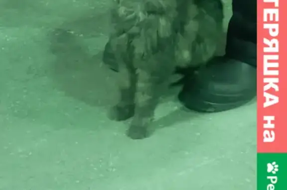 Найдена кошка на ул. Сибиряков-Гвардейцев, 50 к1 в Новосибирске