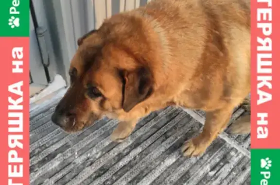 Собака найдена на территории аэропорта Толмачёво, Обь