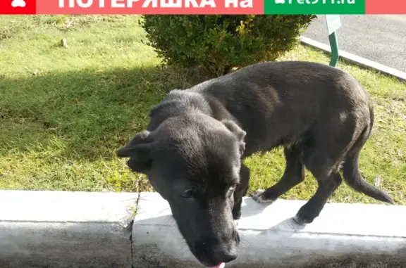 Пропала собака на Лечебном переулке, Сочи