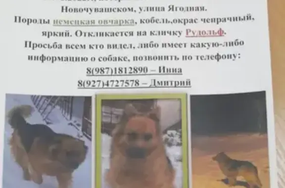 Пропала собака в Казани или Зеленодольском районе, Шейнкмана 12