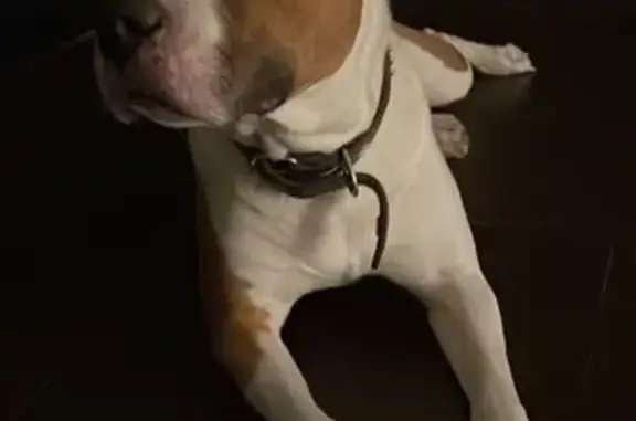 Найдена собака, Красноярск, фото: Собака Девочка найдена в Солонцовском сельсовете