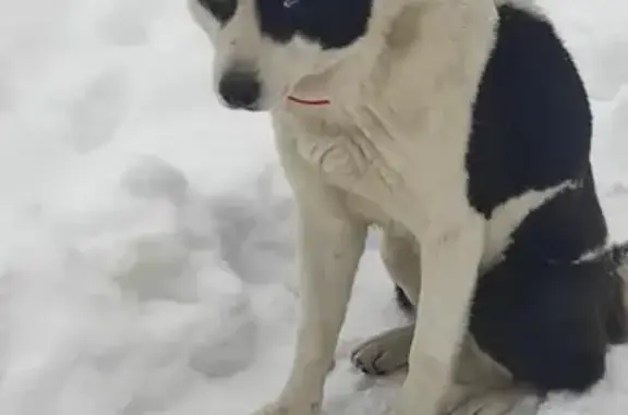 Найдена дворовая собака на Тихорецкой улице, Краснодар