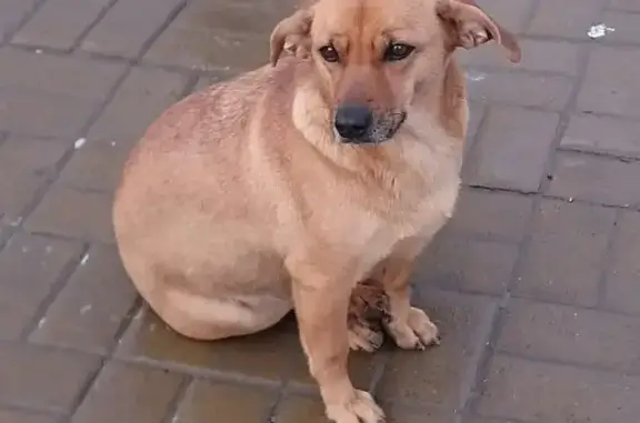 Собака ищет дом на площади Дружинников, Ростов-на-Дону