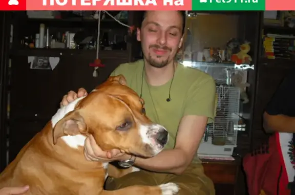Пропала собака в Машкино, район Куркино, Москва