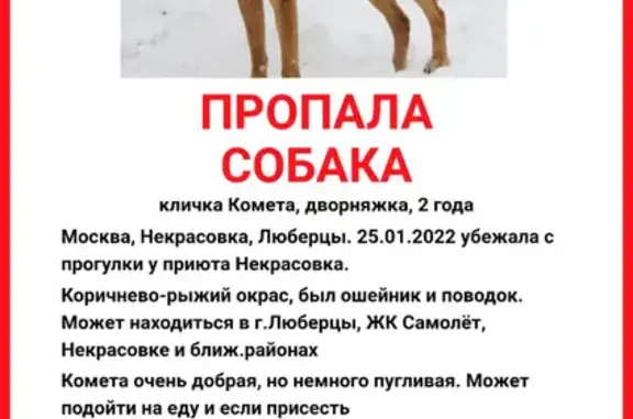 Пропала собака Комета на Октябрьском проспекте, Люберцы