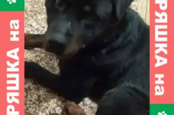 Найдена собака на Красноармейской улице в Ростове