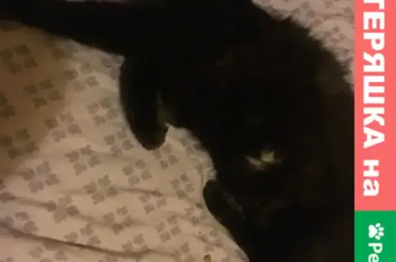 Найдена домашняя черная кошка на 1-й Вольской, 22к1, Москва
