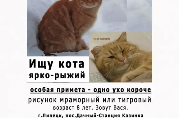 Пропал ярко-рыжий кот Вася с поселка Дачный, г. Липецк, ул. Шаумяна.