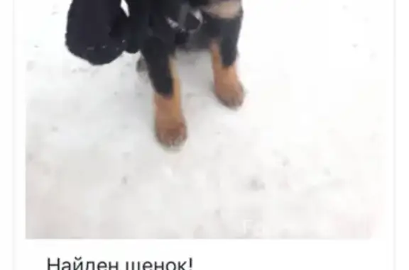 Найден щенок на ул. Дзержинского, 15 в Н. Новгороде