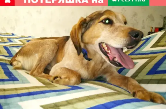 Найдена собака на ул. Рылеева, Челябинск (26.01)