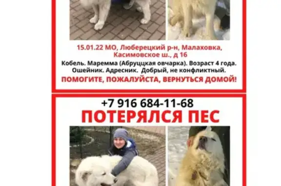 Пропала собака Мартин на Шоссейной улице, Малаховка