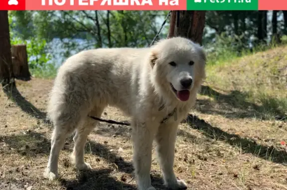 Пропала собака Кобель на Егорьевском шоссе