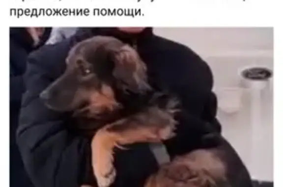 Собаки потеряшки, Санкт-Петербург, фото: Потеряшка собака в Мурино, Калининский район