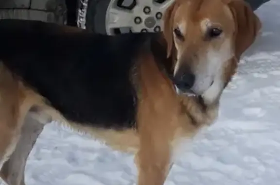 Найден пёс в Ольшанке, нужна помощь!