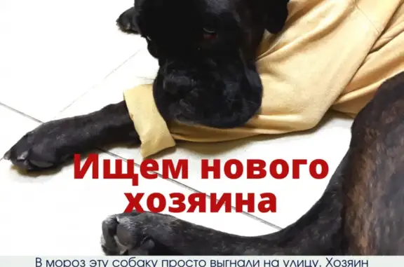 Собака породы Боксёр найдена на Байкальской улице, Иркутск