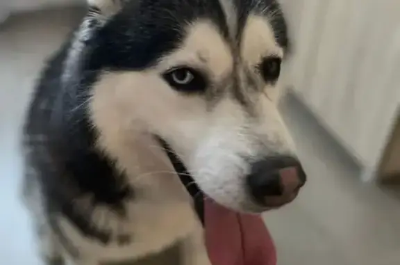 Объявления о пропавших и найденных животных, Москва, фото: Найден хаски в Наро-Фоминском районе, помогите вернуть домой