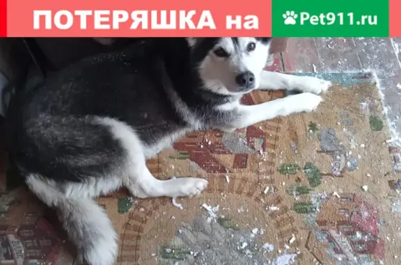 Собака найдена в Заворово