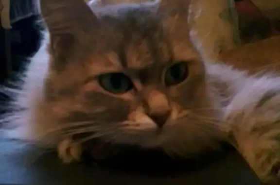 Кошки потеряшки, Казань, фото: Потеряшка кошка на ул. Сафиуллина, 24 в Казани